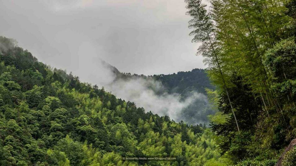 Black Tea Lapsang Souchong 4 wuyishan landscape nature preserve lapsang souchong black tea birthplace